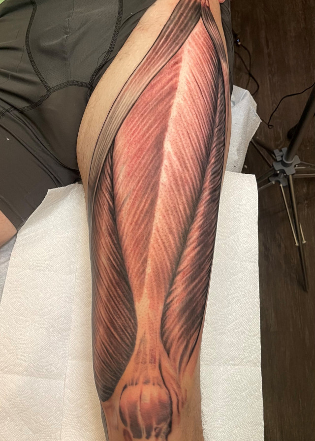 Black and grey fine line thigh tattoo of the muscles beneath the skin by Shaine Smith of Sacred Mandala Studio.